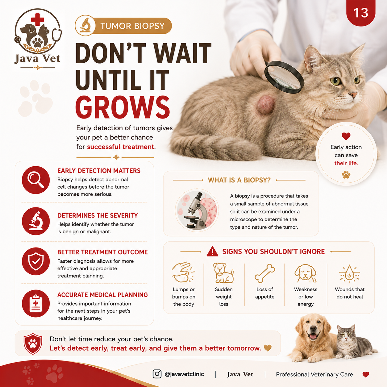 Pet skin examination Bali for dog and cat skin problems